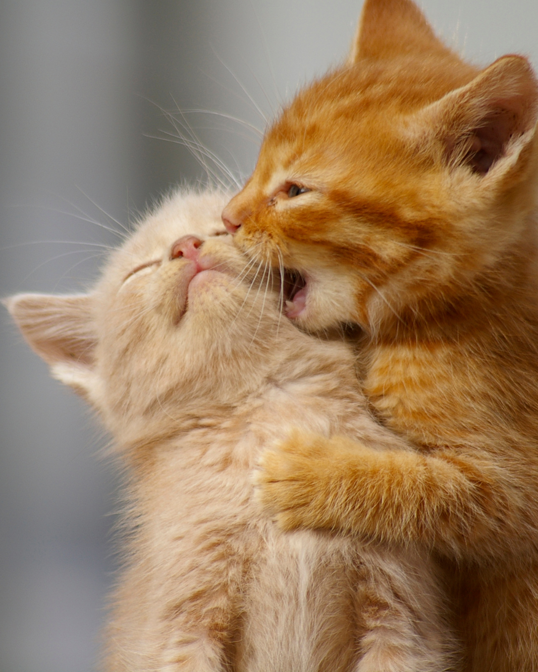 Wer den Namen seiner Katzen nicht kennt, hat kein Anspruch auf Herausgabe - LG Nürnberg-Fürth, Urteil vom 15.05.2025 – 15 S 107/24