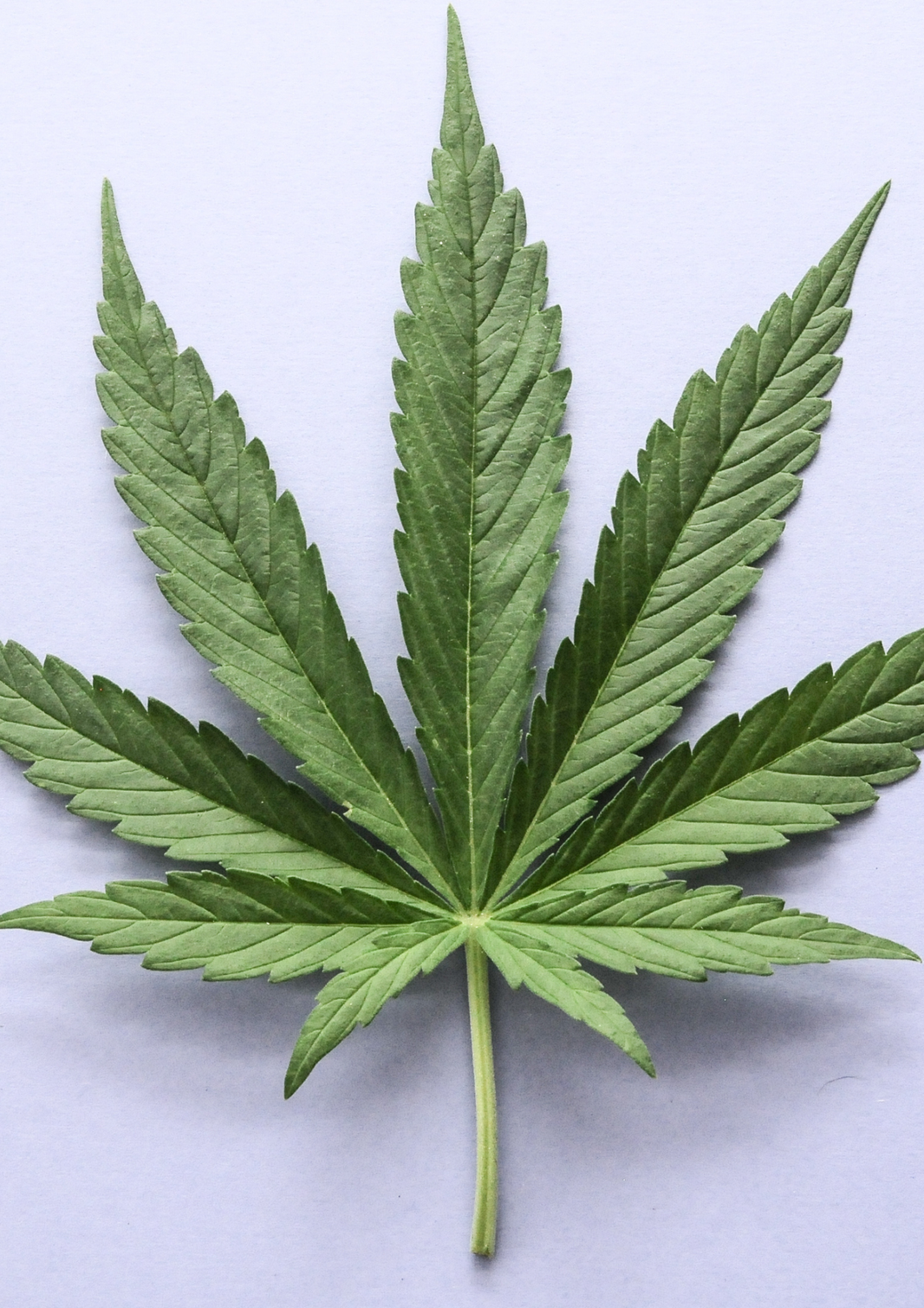 Das Cannabisverbot im Englischen Garten war rechtswidrig – BayVGH kippt bayerische Sonderregelung