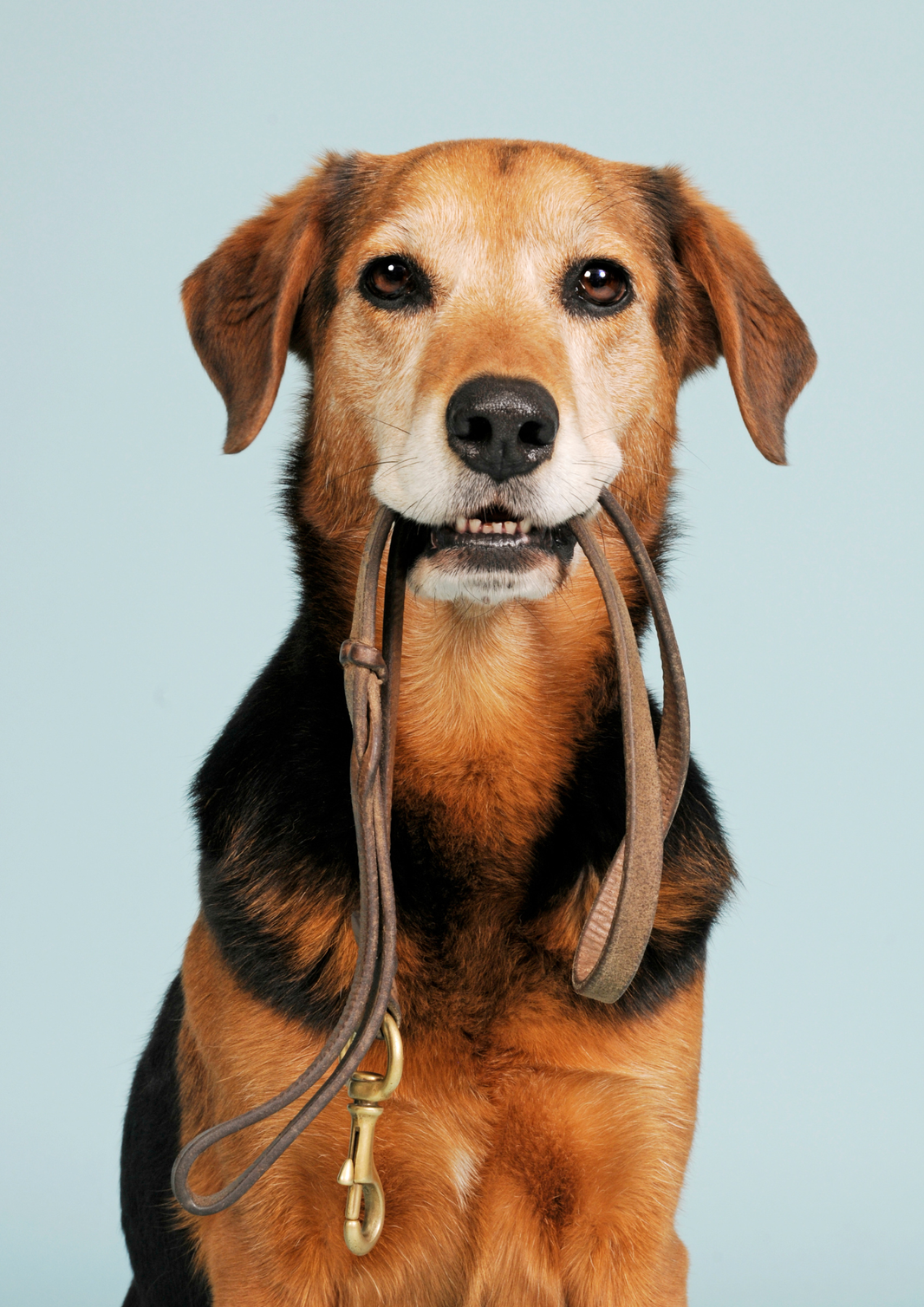 Wer auf dem Arbeitsweg über die Leine seines eigenen Hundes stürzt, erleidet keinen Arbeitsunfall.