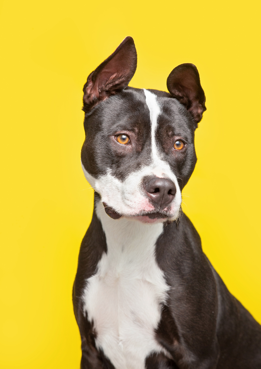 Bei der Erhebung der Kampfhundesteuer kommt es auf die Abstammung an – nicht auf das Aussehen