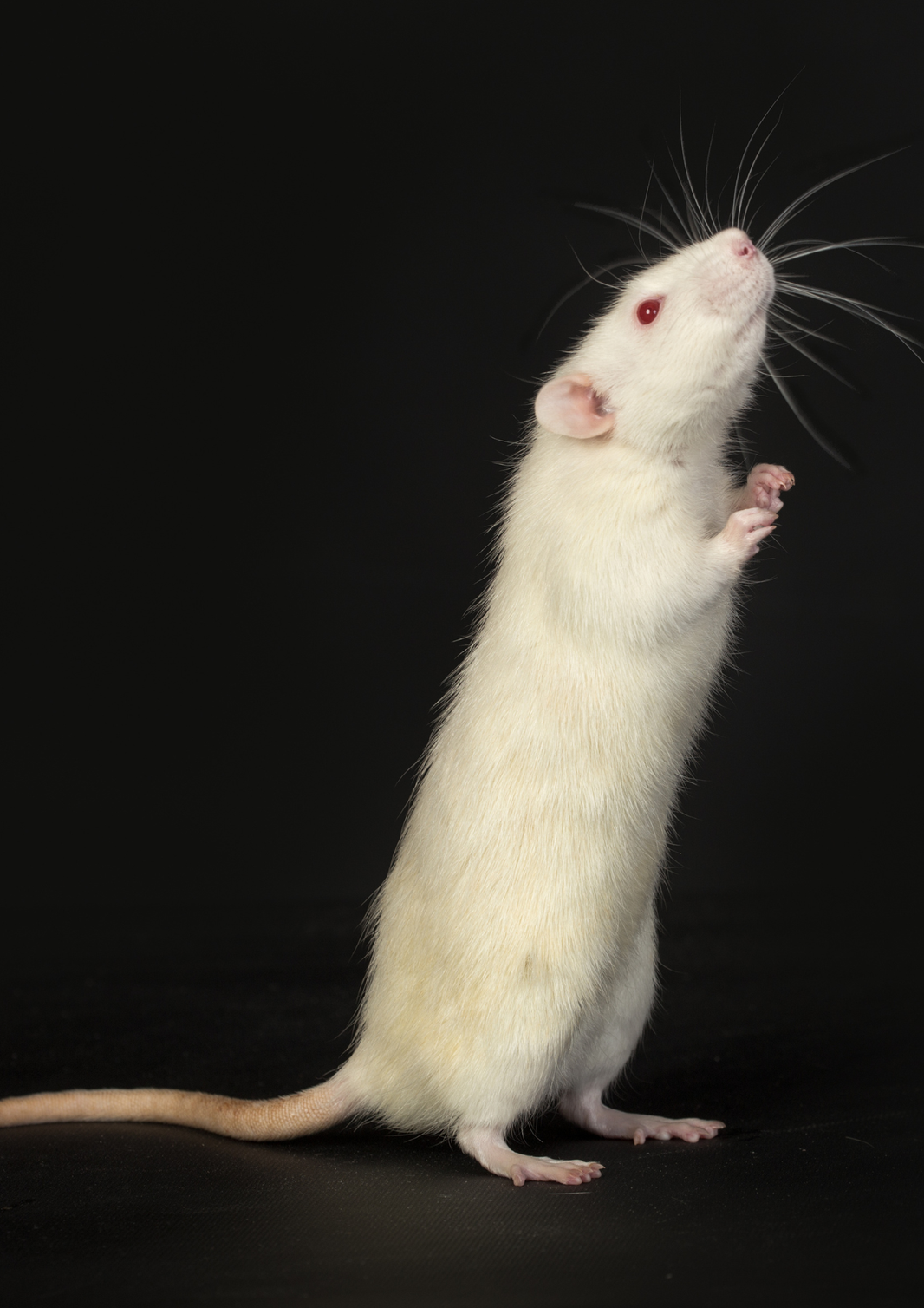 Das AG München bestätigte das Hausverbot gegen eine Anwältin, die ihre Hotelrechnung wegen einer angeblichen Rattensichtung nicht zahlte.