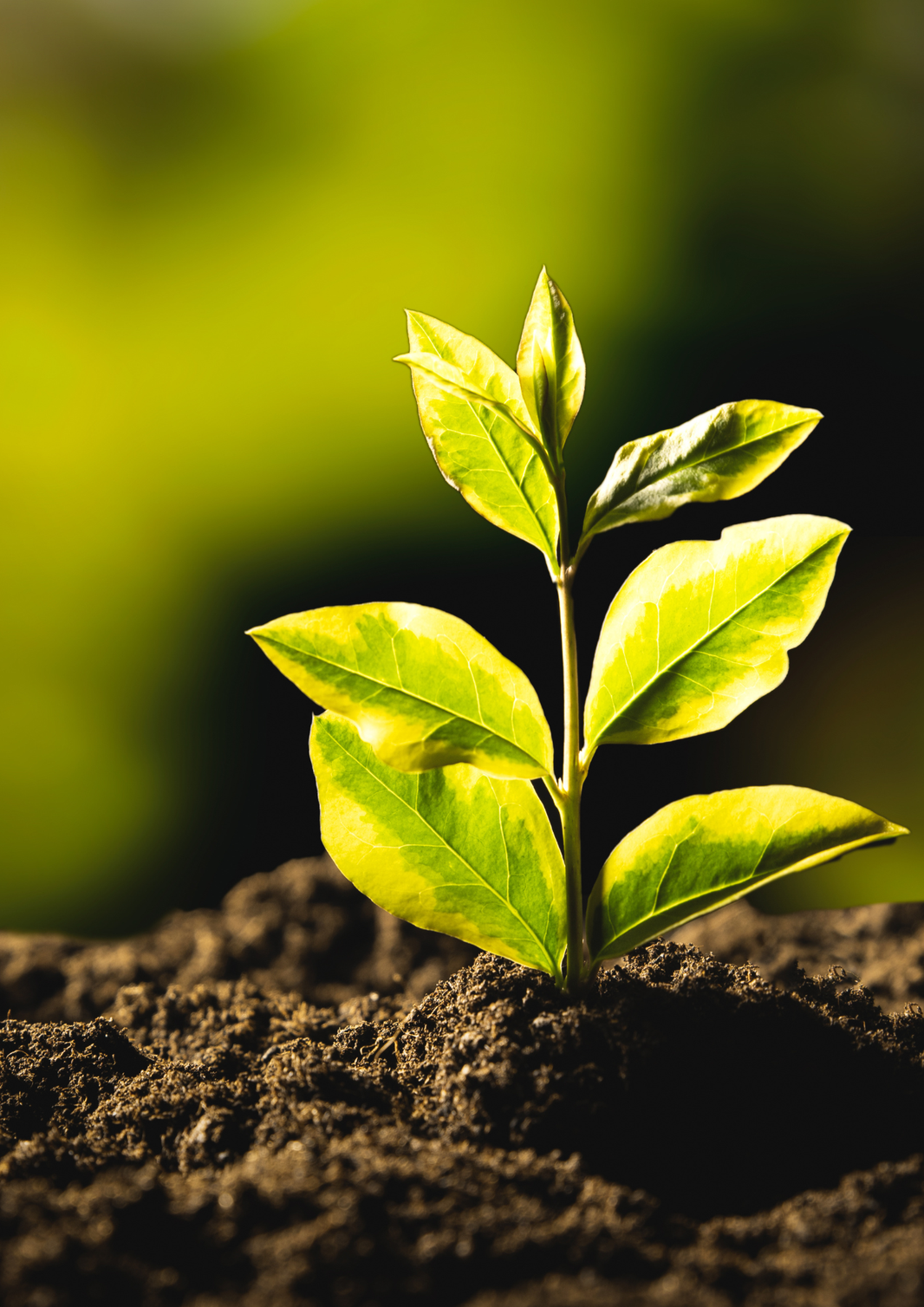 Wegen Überschreitung des zulässigen Nitrat-Grenzwerts verpflichtet das BVerwG den Bund zur Erstellung eines Aktionsprogramms zum Schutz der Gewässer