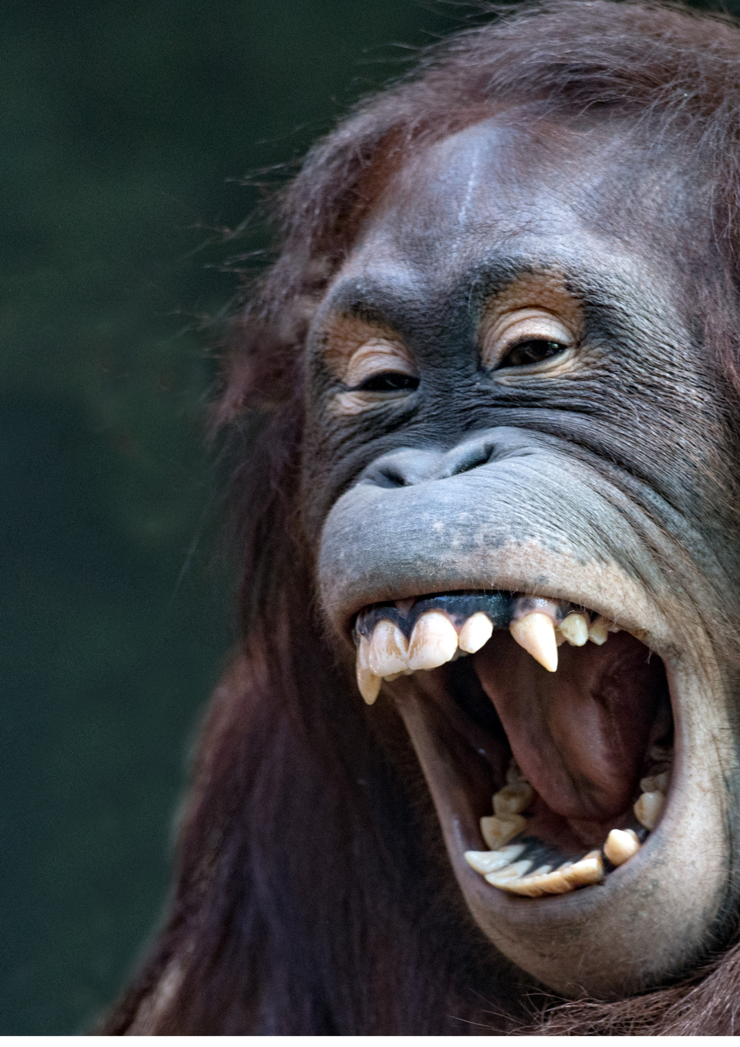 Drei Jahre und sechs Monate Jugendstrafe wegen Affendiebstahls aus dem Leipziger Zoo bestätigt