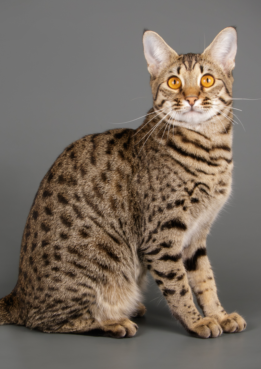 Die Haltung einer Savannah-Katze der F1-Generation ist in einem allgemeinen Wohngebiet unzulässig