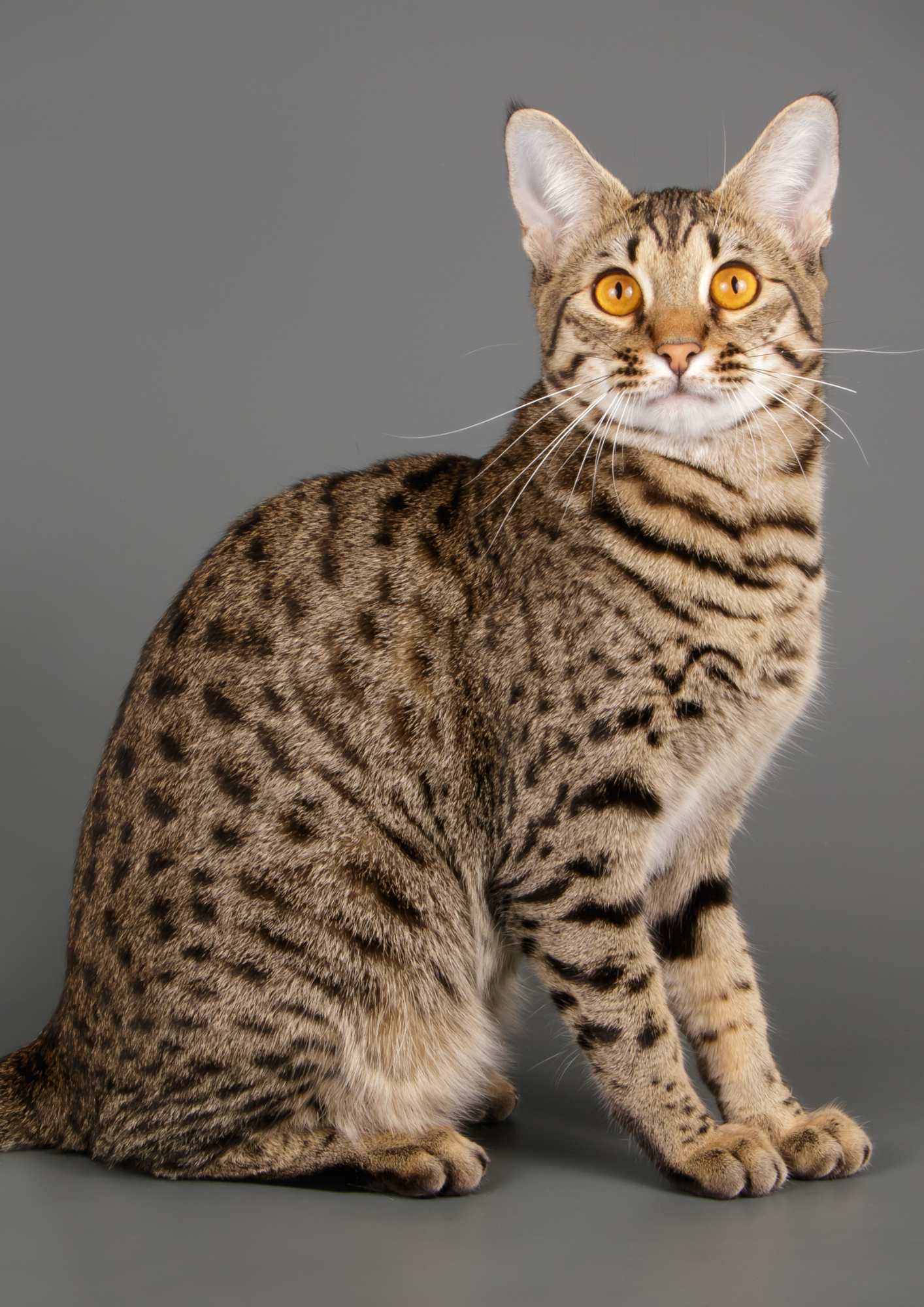 Die Haltung einer Savannah-Katze der F1-Generation ist in einem allgemeinen Wohngebiet unzulässig