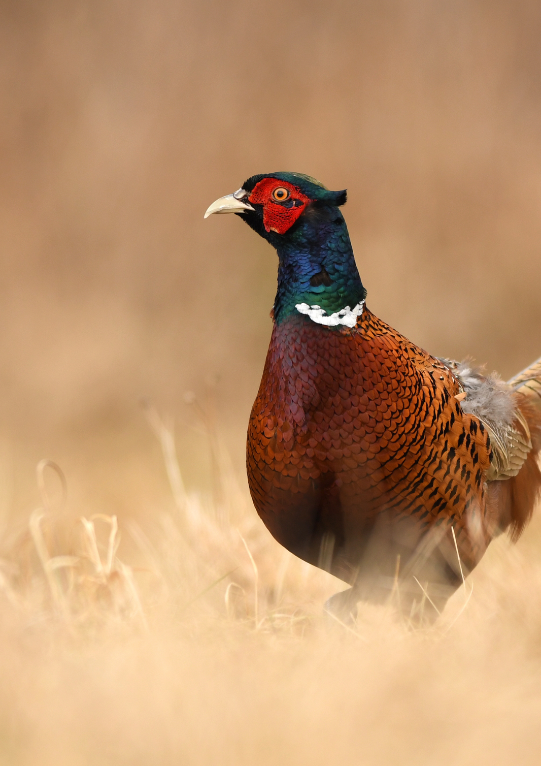 Zusammenstoß mit fliegendem Fasan ist keine höhere Gewalt nach § 7 Abs. 2 StVG