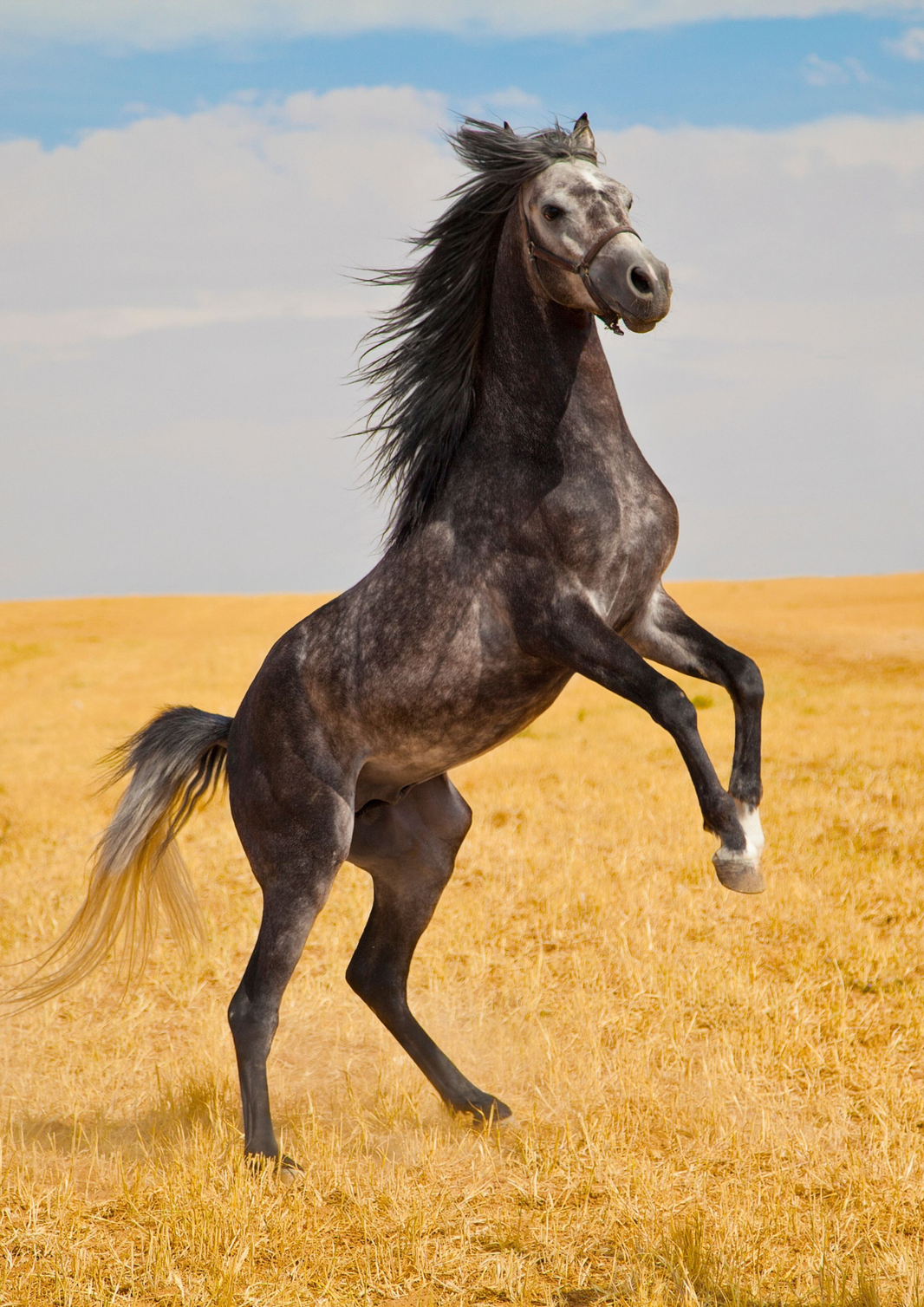 Ein verletztes Pferd begründet keinen Schadensersatzanspruch gegen den Veranstalter einer Wallfahrt.