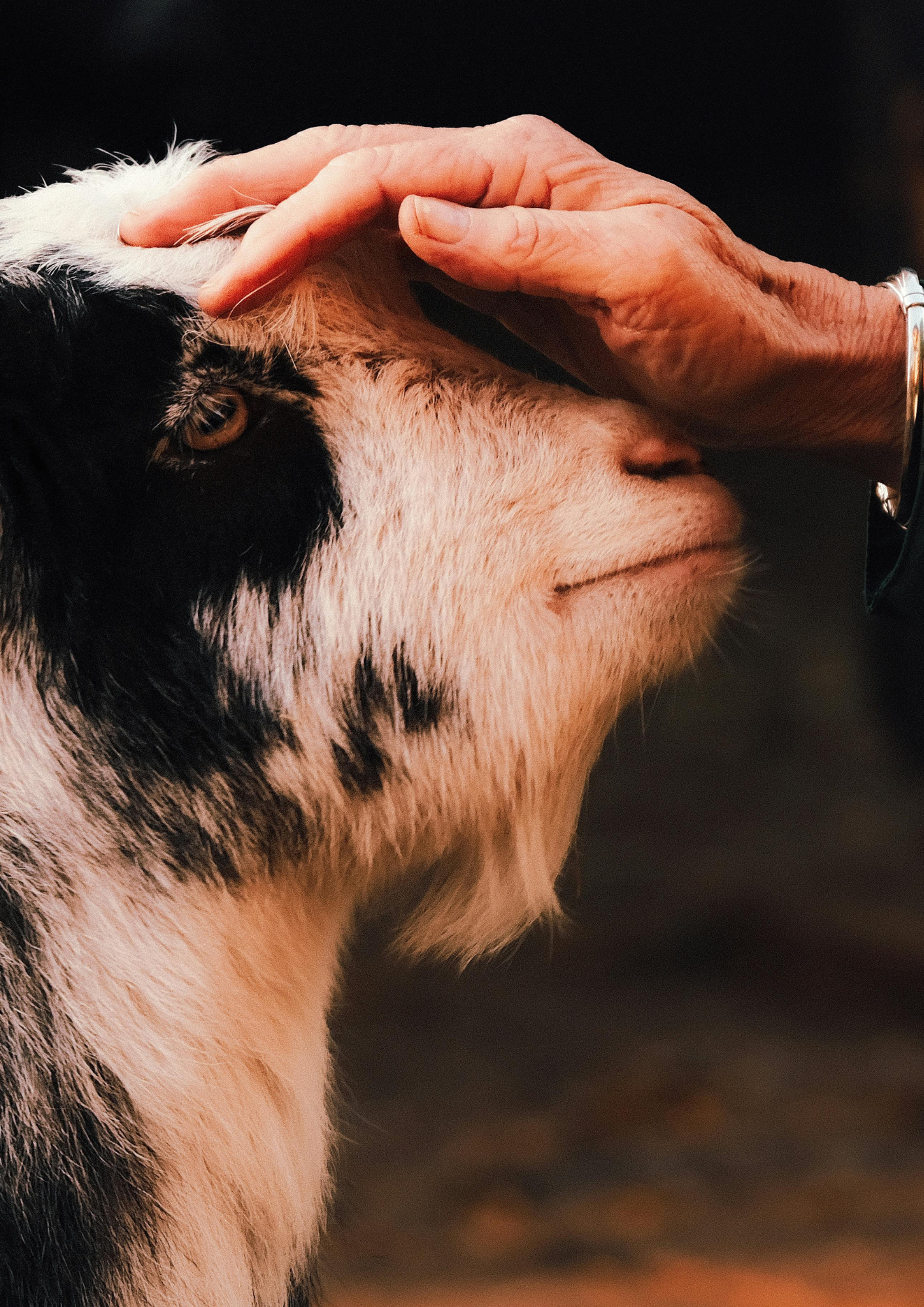 Streichelzoo haftet nicht für Verletzungen durch Ziegen im Streichelgehege.