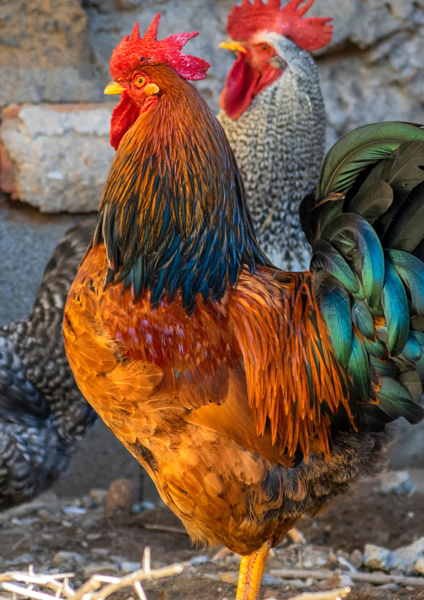 Hähne und Bienen im Wohngebiet stellen eine unzumutbare Beeinträchtigung dar