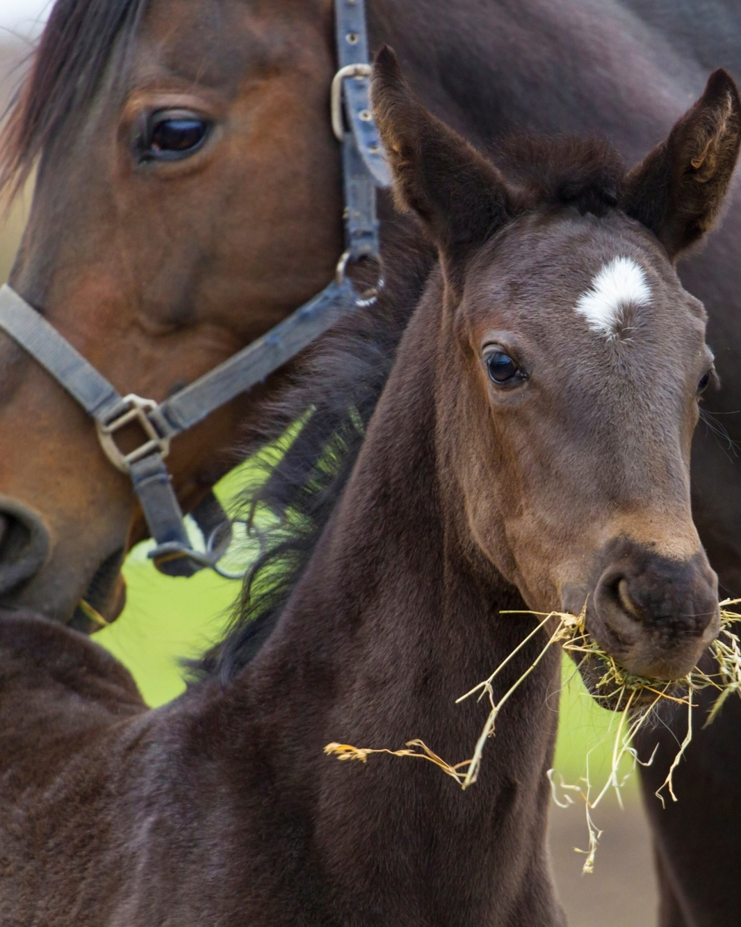 Beschluss vom 14.10.2025 – VI ZR 14/25