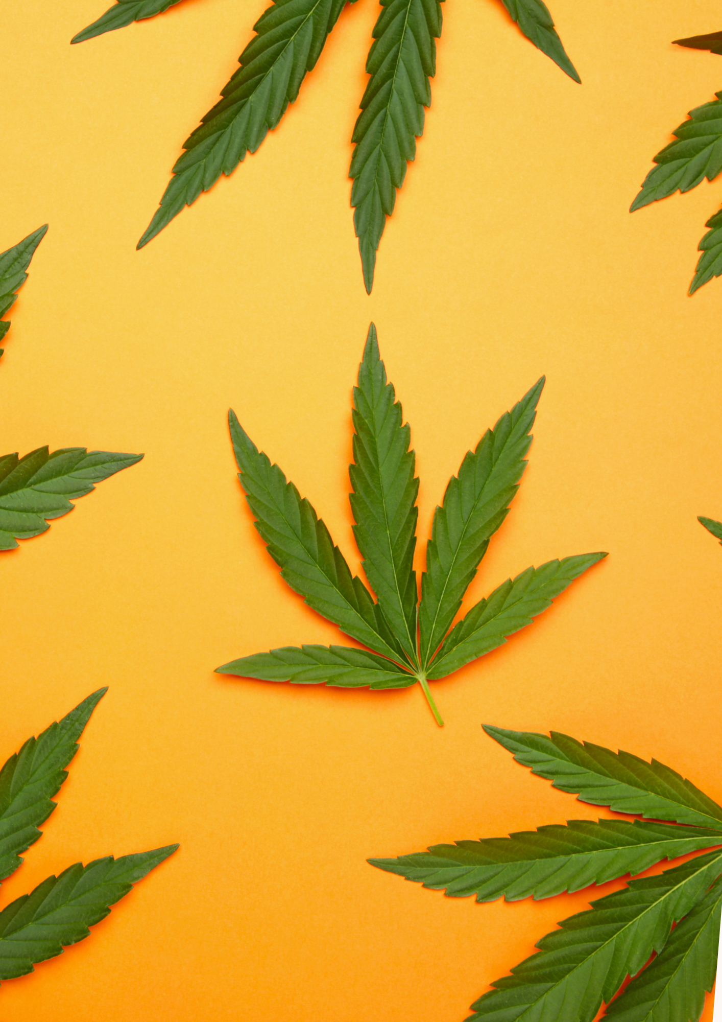 Zwischenbericht zur Cannabis - Teillegalisierung: Keine Hinweise auf sprunghaften Anstieg des Konsums