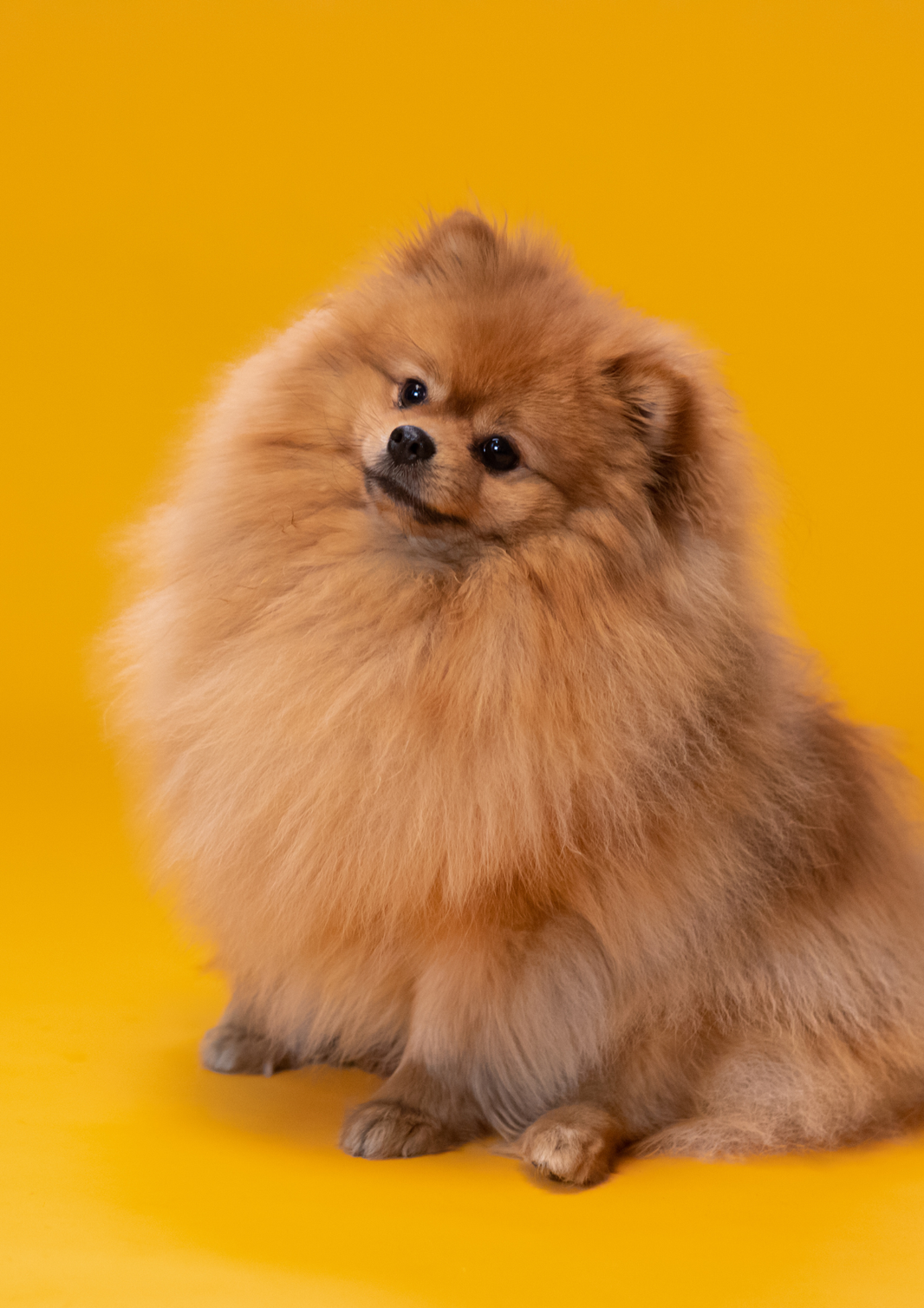 Eigentum am Hund geht nach langer Probezeit konkludent auf den neuen Besitzer über